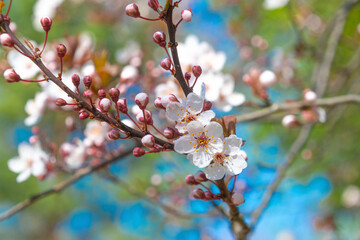 White flowers on a tree branch, close-up. Spring blossom.