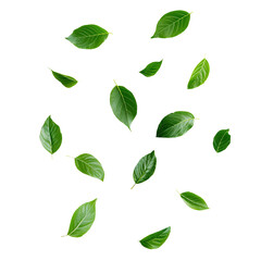 Naklejka premium photo green leaves falling separately on a white background