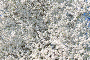 White flowers on tree branches. Spring blossom. Warm atmosphere.