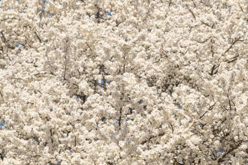 White flowers on tree branches. Spring blossom. Warm atmosphere.