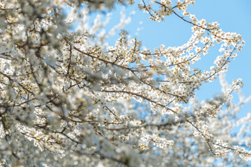 White flowers on tree branches. Spring blossom. Warm atmosphere.