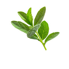 Obraz premium separate stevia leaf floating fall in white background