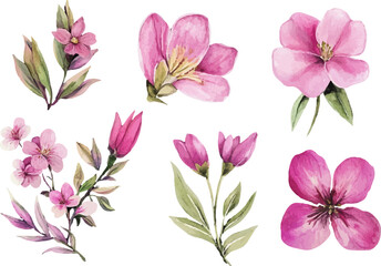 Fototapeta premium set of pink flowers