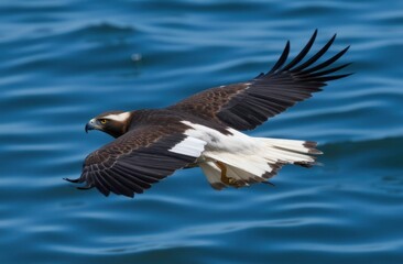 Obraz premium image of a majestic Sea Eagle in mid-flight over a crystal-clear blue water lake,