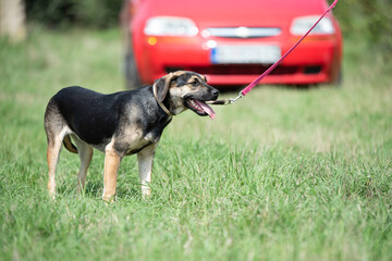 Rescued dog on the meadow during obedience and socialization training. Dog are also photographed in purpose of adoption
