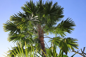 Tall palm tree with green leaves is in the middle of a blue sky. The tree is the main focus of the image, and it is thriving in the sunlight