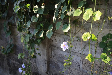 Wall covered in vines and flowers. The flowers are purple and the vines are green. The wall is made of bricks