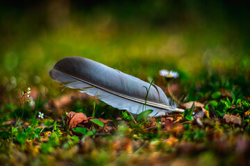 Fallen bird feather