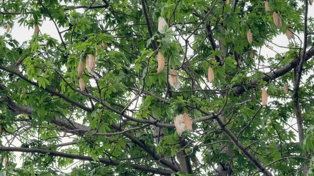 Cotton tree