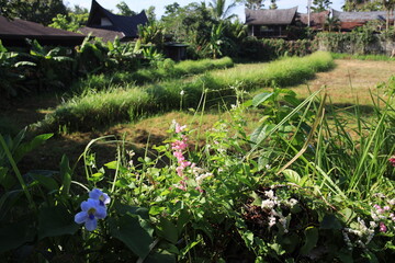 Lush green field with a variety of flowers and plants. The flowers are pink and blue, and the grass is green. The scene is peaceful and serene, with a sense of calmness and tranquility