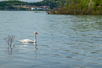 Beautiful elegant swan on Zemplínska Širava, Slovakia