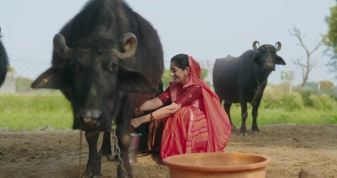 Indian woman lady wear red saree sitting milking natural fresh milk from buffalo outdoor dairy farm asian villager female do cattle farming work daily routine