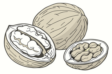 84 Realistic walnuts, macro photography, detailed textures, cracked open walnut shells, walnut kernels, beige and brown tones, isolated on white background, high contrast, studio lighting, food photog