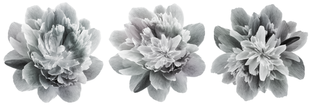Set tulips  flowers   on isolated background with clipping path. Closeup.  Nature Transparent background.	 - Powered by Adobe
