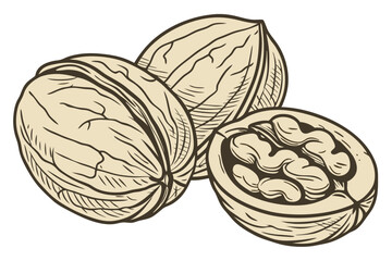 84 Realistic walnuts, macro photography, detailed textures, cracked open walnut shells, walnut kernels, beige and brown tones, isolated on white background, high contrast, studio lighting, food photog