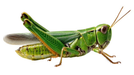 Grasshopper Close-Up: Detailed profile view of a vibrant green grasshopper, showcasing intricate details of its biology and structure in sharp focus. 