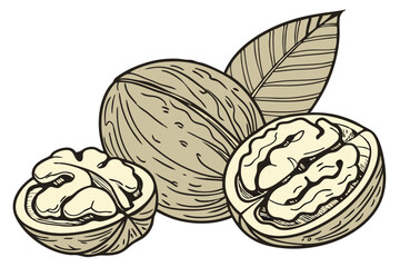 84 Realistic walnuts, macro photography, detailed textures, cracked open walnut shells, walnut kernels, beige and brown tones, isolated on white background, high contrast, studio lighting, food photog