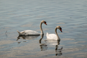 Beautiful elegant swan on Zemplínska Širava, Slovakia