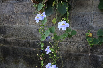 Wall covered in ivy and purple flowers. The flowers are in a cluster and are purple in color