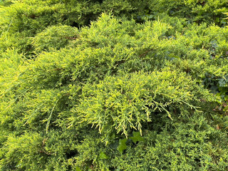 Dense lush green juniper foliage in natural outdoor setting