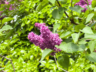 Vibrant purple lilac blossoms amidst lush green foliage in a sunlit garden