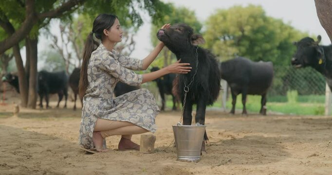 Indian young adult cute teen age woman lady gen z help her calf pet to drink water in steel bucket thirsty outdoor feild farm land asian girl wear dress petting animal desi life rural area