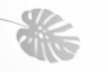 shadow overlay effects,realistic monstera leaves shadow isolated on transparent background,tropical monstera branch natural shadow ,for presentation interior backdrop,Summer abstract shadow overla