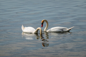 Beautiful elegant swan on Zemplínska Širava, Slovakia