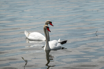 Beautiful elegant swan on Zemplínska Širava, Slovakia