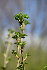These are little fresh leaves of a common hazel in nature in sunny spring day.