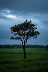Obraz premium there is a lone tree in a field with a rain storm in the background