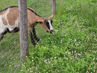 chèvre qui dépasse le cou à travers un grillage pour manger de l'herbe