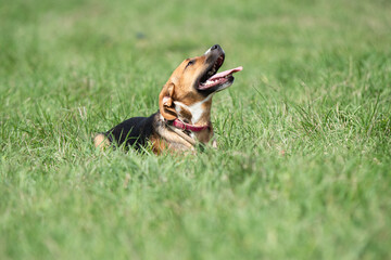 Rescued dog on the meadow during obedience and socialization training. Dog are also photographed in purpose of adoption