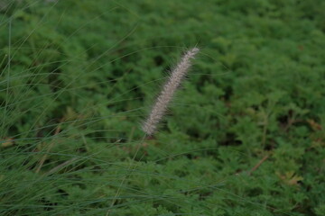 green natural background. Pennisetum setaceum (crimson fountain grass), against the background of a blurred green meadow. blurred green background