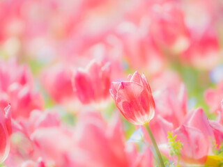 春の公園や花壇を彩るチューリップのある風景。自然風景素材