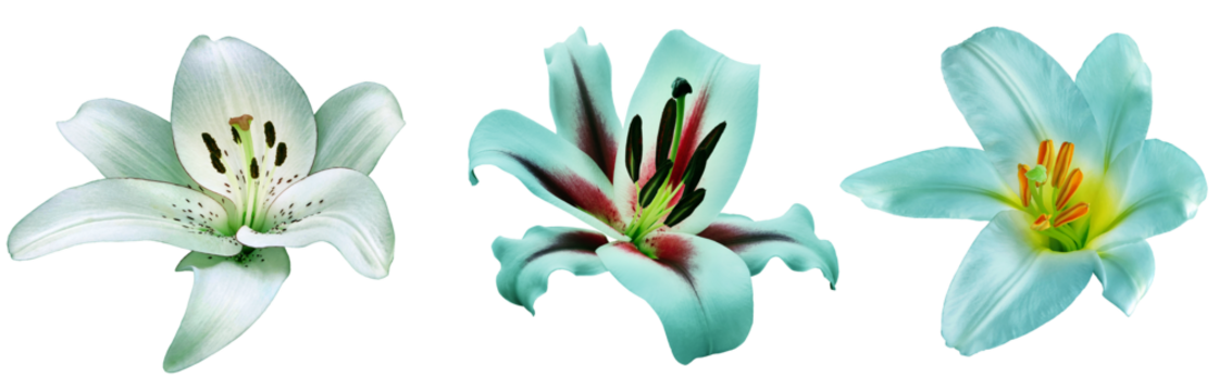 Set of white lily  flowers on  isolated background with clipping path. Close-up. For design. Nature. Transparent background.	