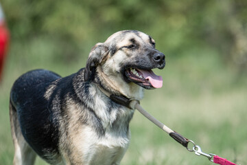 Rescued dog on the meadow during obedience and socialization training. Dog are also photographed in purpose of adoption