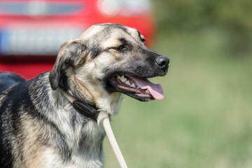 Rescued dog on the meadow during obedience and socialization training. Dog are also photographed in purpose of adoption