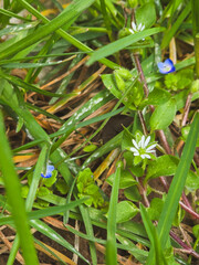 Close-up of Chickweed and Blue-Eyed Mary Flowers in a Natural Setting.