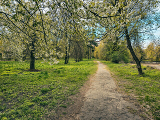 Fototapeta premium Pathway through a Lush Park with Blooming Trees