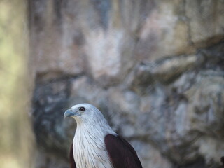 Haliastur indus on a blurred gray background. It is a medium-sized bird of prey in the family Accipitridae. The body is reddish-brown except for the white head and breast. The wing tips are black.
