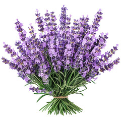 Obraz premium bunch of lavender PNG isolated on transparent background