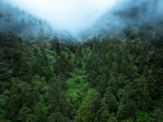 Aerial view of  beautiful forest and little creek landscape