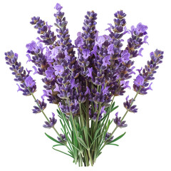 Fototapeta premium bouquet of lavender PNG isolated on transparent background