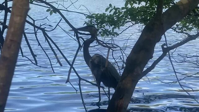 Blue Heron in lake fishing