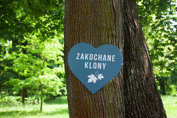 Zrośnięte drzewa - Zakochane klony, tabliczka w kształcie serca, symbol.