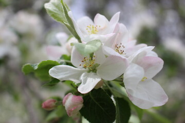 Close-up of delicate white apple blossoms, showcasing their soft petals and fresh green leaves