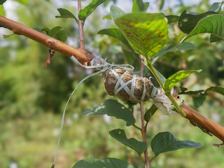 Crystal guava in Indonesian is called jambu kristal . a type of guava but has few seeds