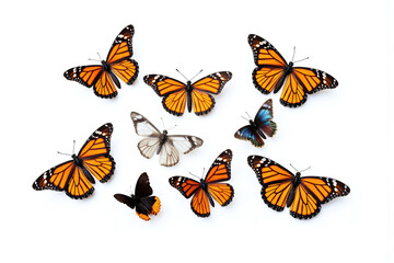group of monarch butterflies on a white background