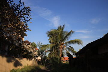 Street with a palm tree in the middle and a house on the right. The sky is blue and the sun is shining